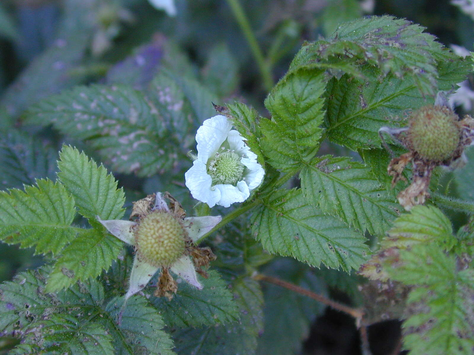 Image of West Indian raspberry