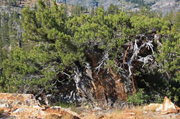 Image of Western Juniper