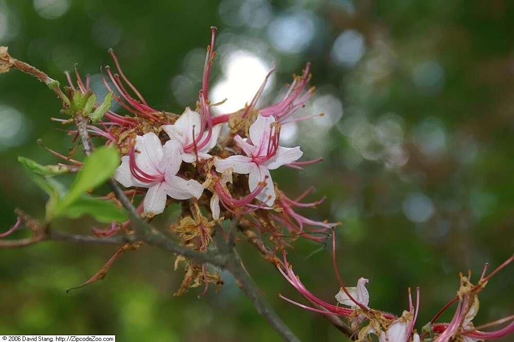 Image of pink azalea