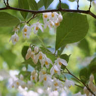 Image of Styrax grandifolius