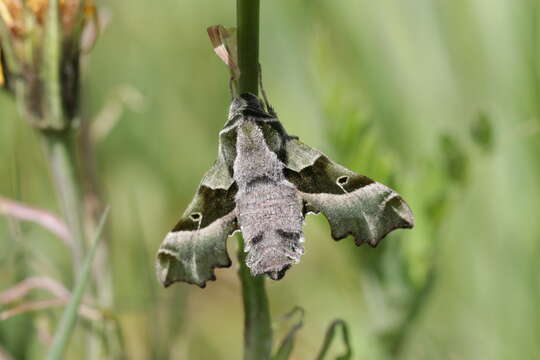 Image of Willowherb Hawkmoth