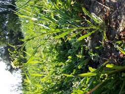 Image of bushy wallflower