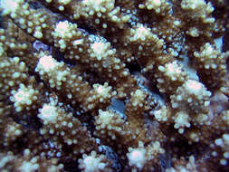 Image of Staghorn coral