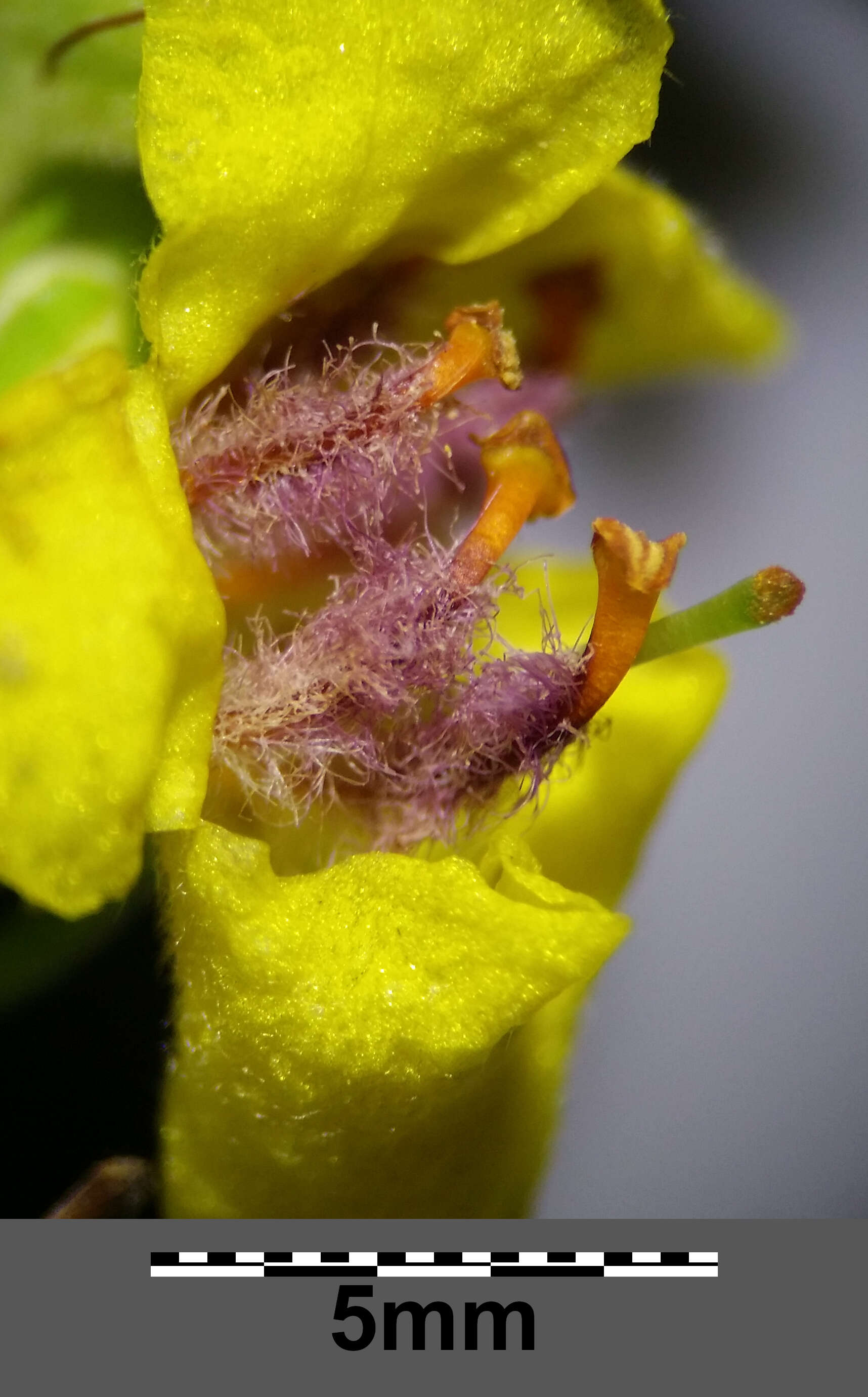 Verbascum nigrum L. resmi