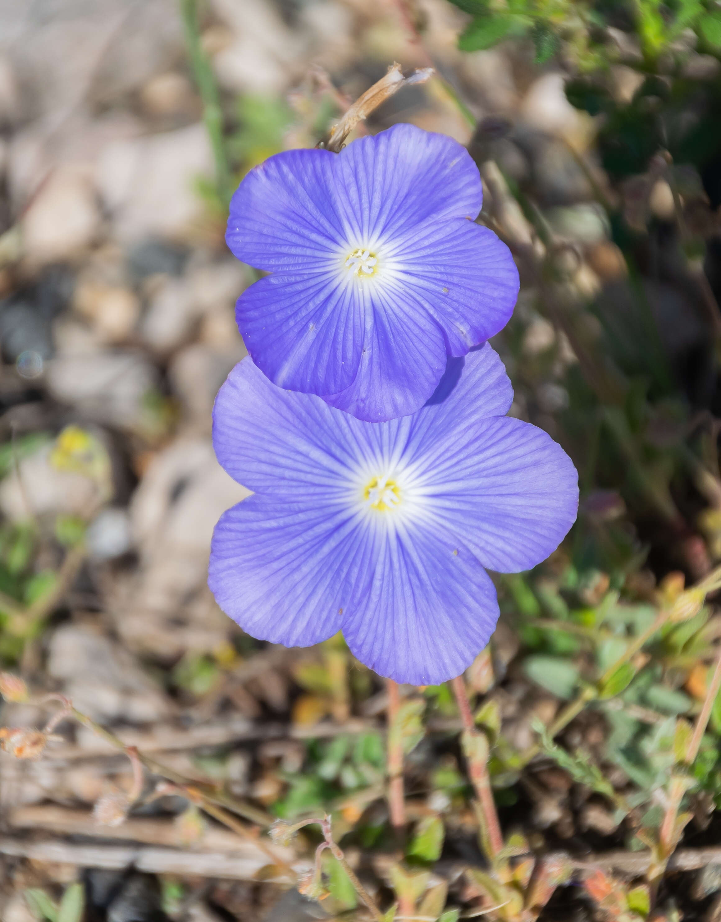 Image of Blue flax