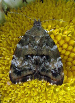 Image of Diana's Choreutis Moth