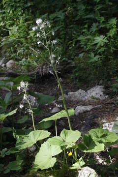 Image of Hedge-leaved Adenostyle