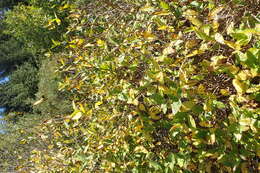 Image of western sweetshrub