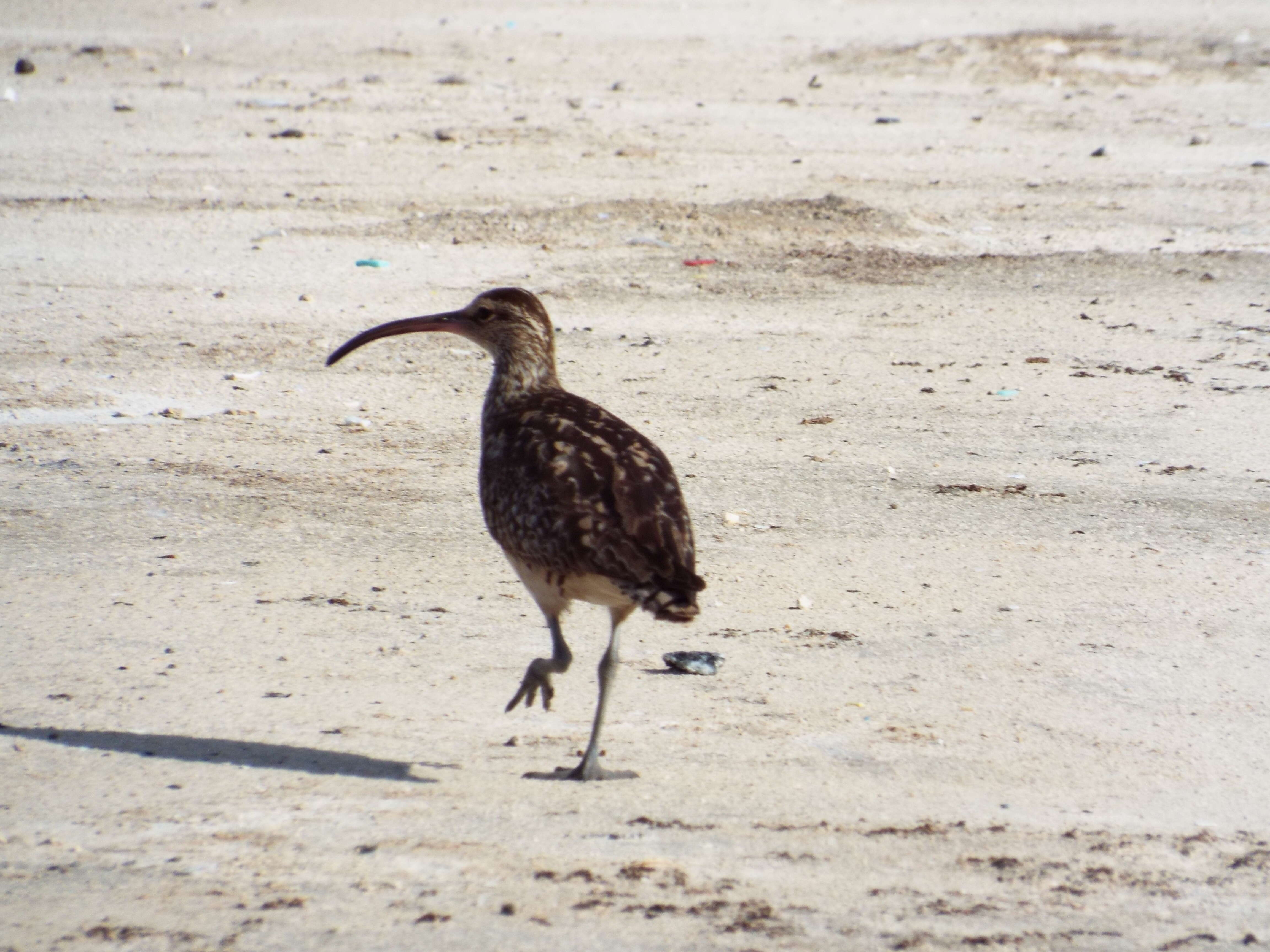 Image of Bristle-thighed Curlew