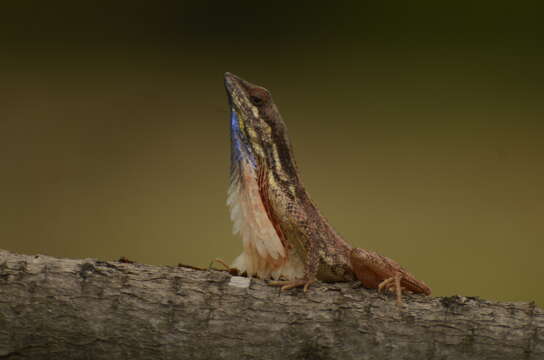 Image of Fan Throated Lizard