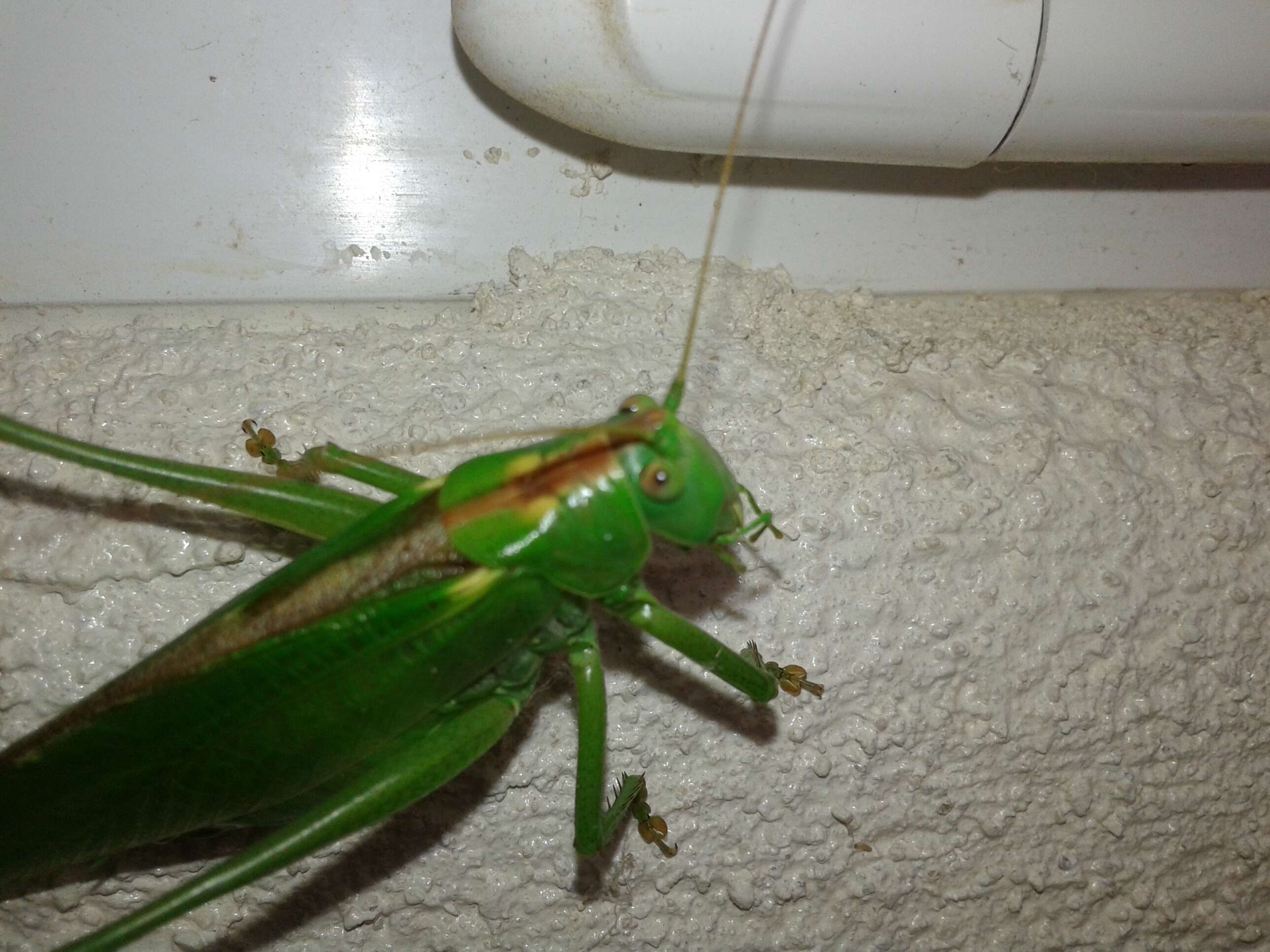 Image of Great green bushcricket