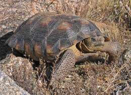 Image of Sonoran desert tortoise