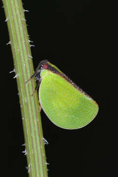 Image of Two-striped Planthopper