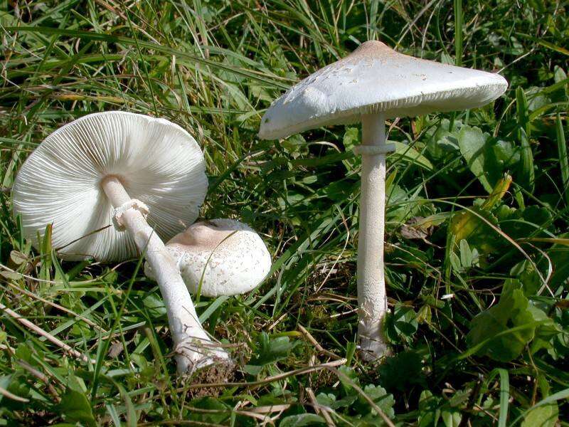 Image of Macrolepiota excoriata (Schaeff.) Wasser 1978