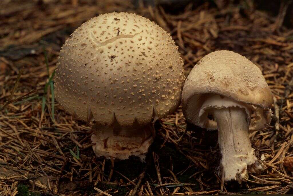 صورة Amanita echinocephala (Vittad.) Quél. 1872