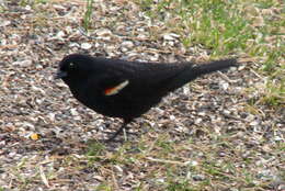 Image of Tricolored Blackbird