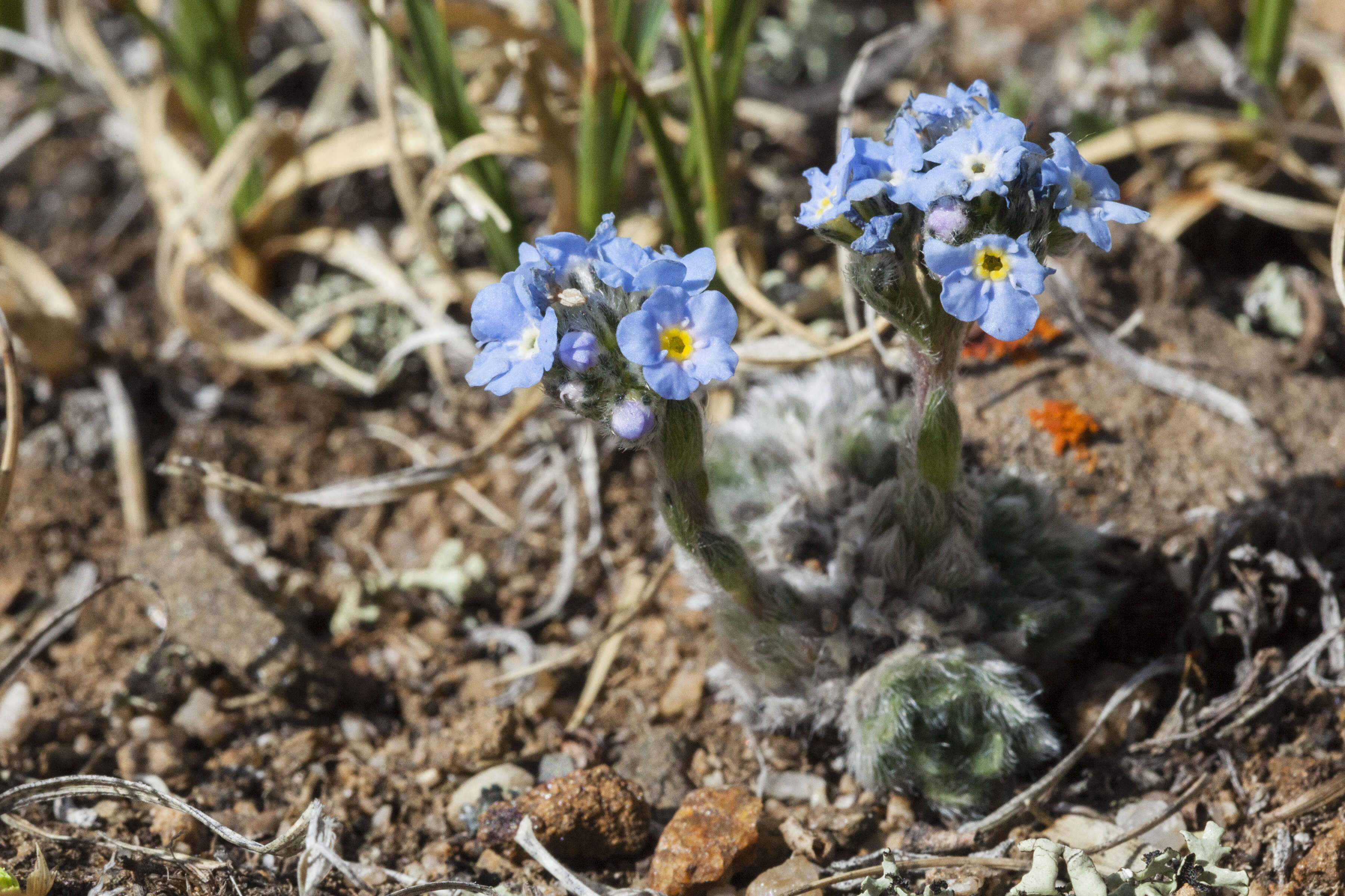 Imagem de Eritrichium nanum (L.) Gaudin