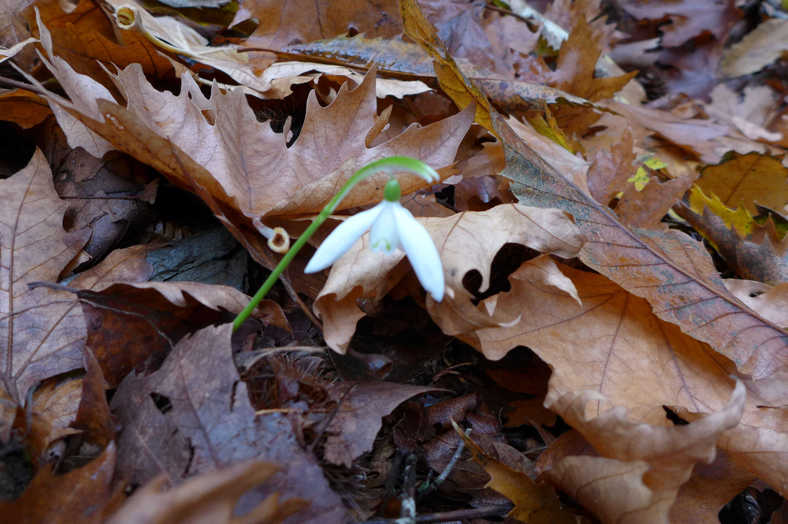 Image of Queen Olga's Snowdrop