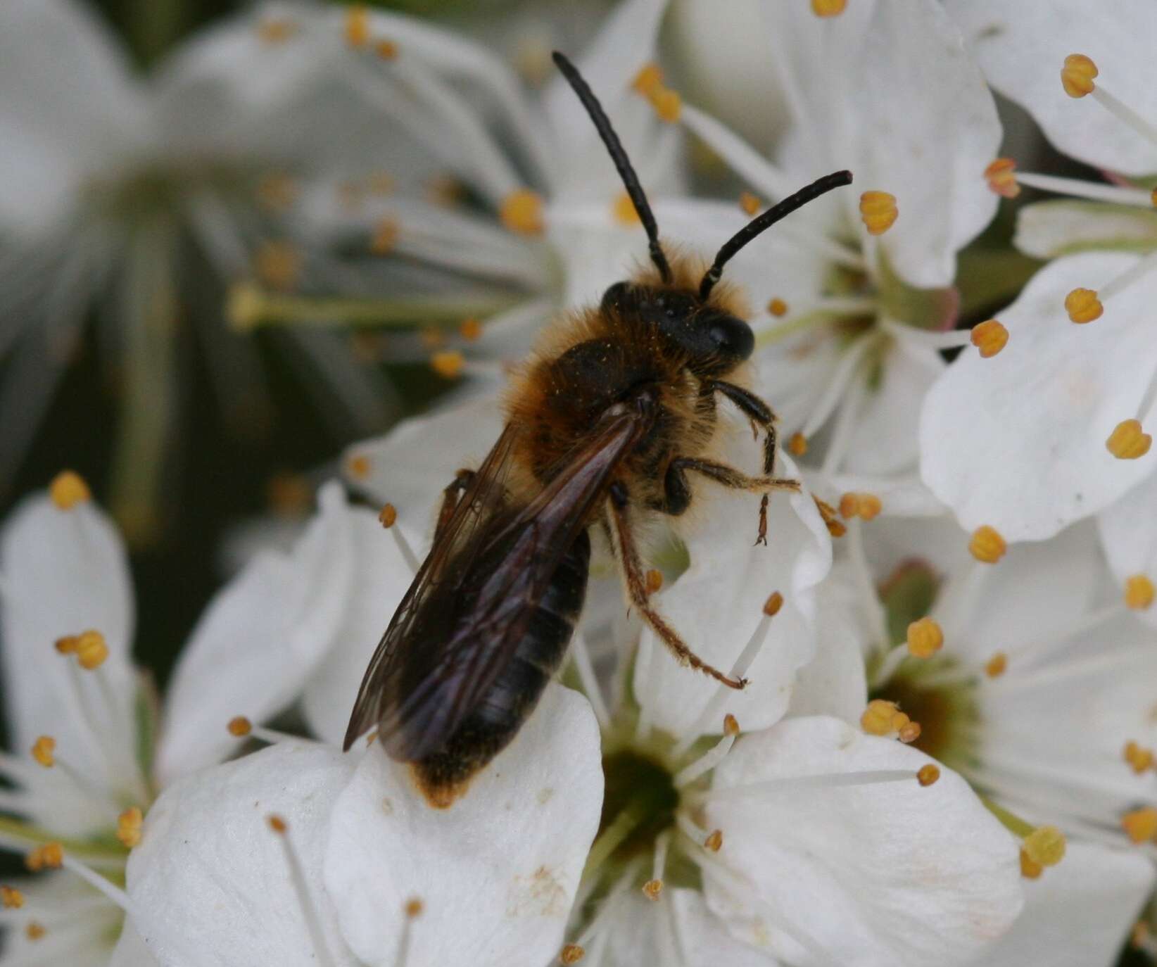 Image of early mining bee