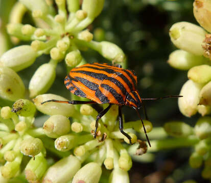 Image of <i>Graphosoma italicum</i>