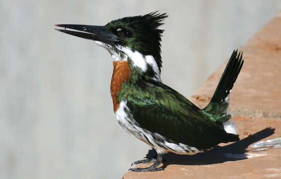 Image of Amazon Kingfisher