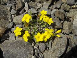 Imagem de Linum cariense Boiss.