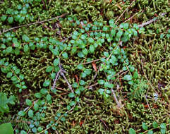 Image of creeping snowberry