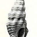 Image of Crassispira bridgesi Dall 1919