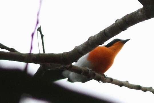 Image of Braun's Bushshrike