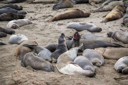 Image of Northern Elephant Seal