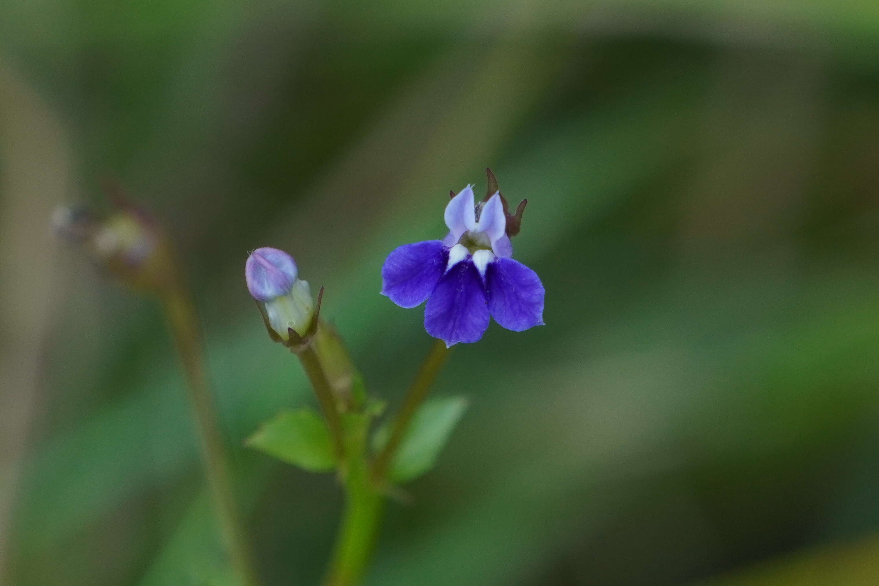 Imagem de Lobelia alsinoides Lam.