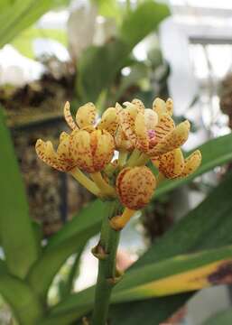 Image of Banana Orchid