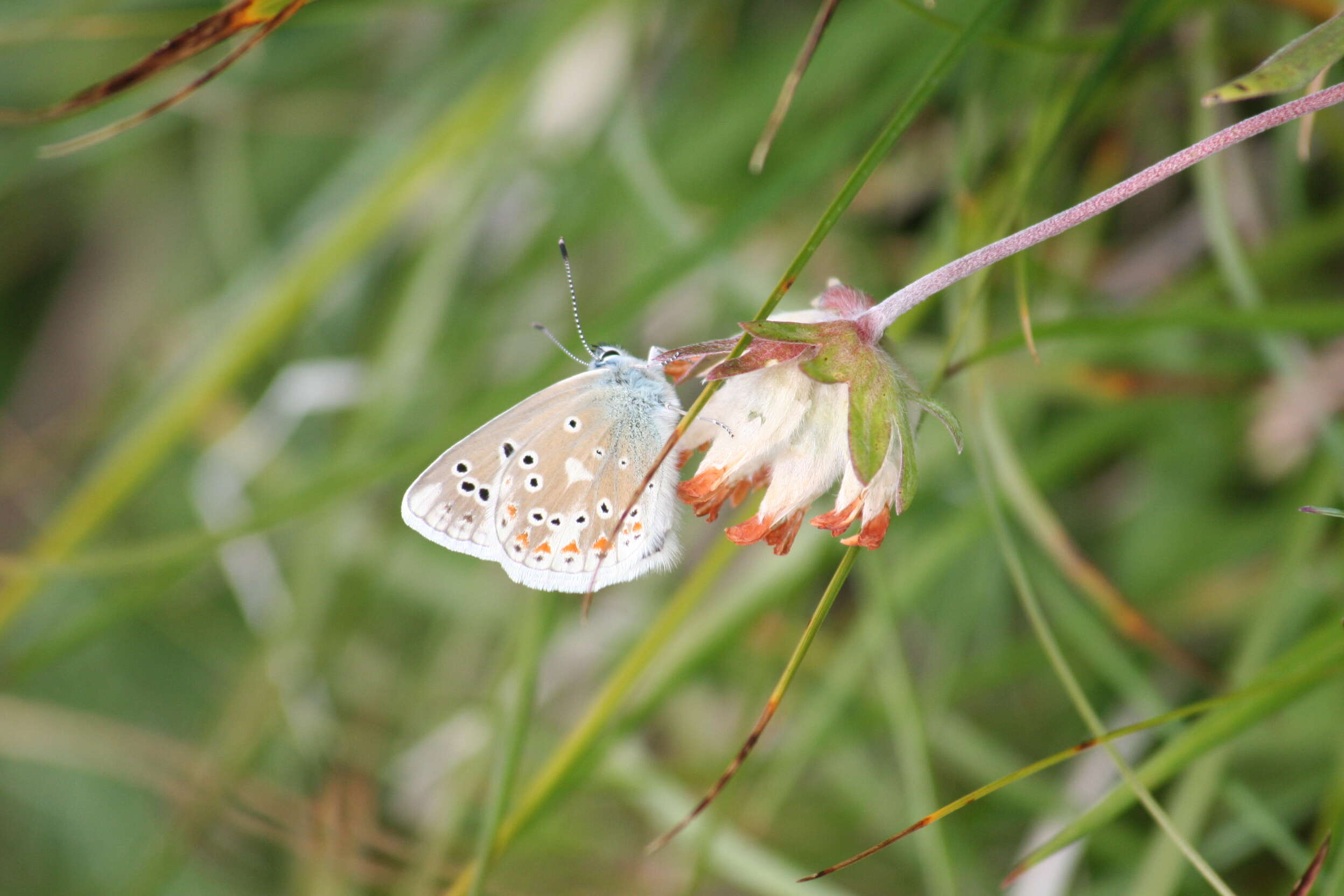 Image of Polyommatus dorylas