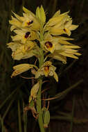 Image of Banana orchid