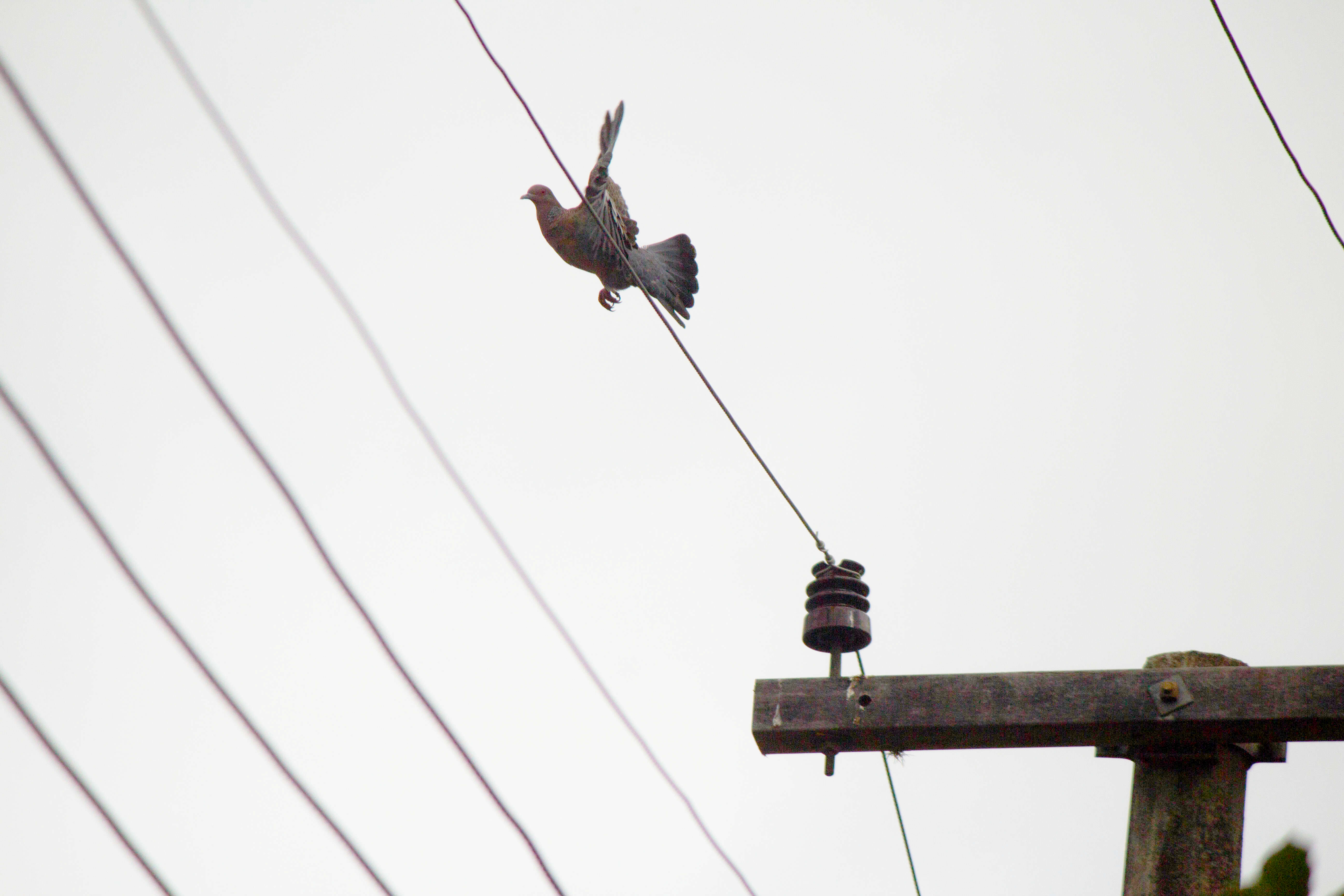 Image of Picazuro Pigeon