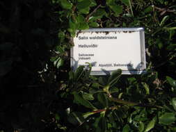 Image of Salix waldsteiniana Willd.