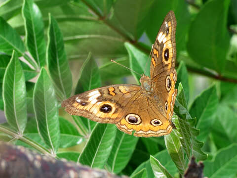 Image of Junonia neildi