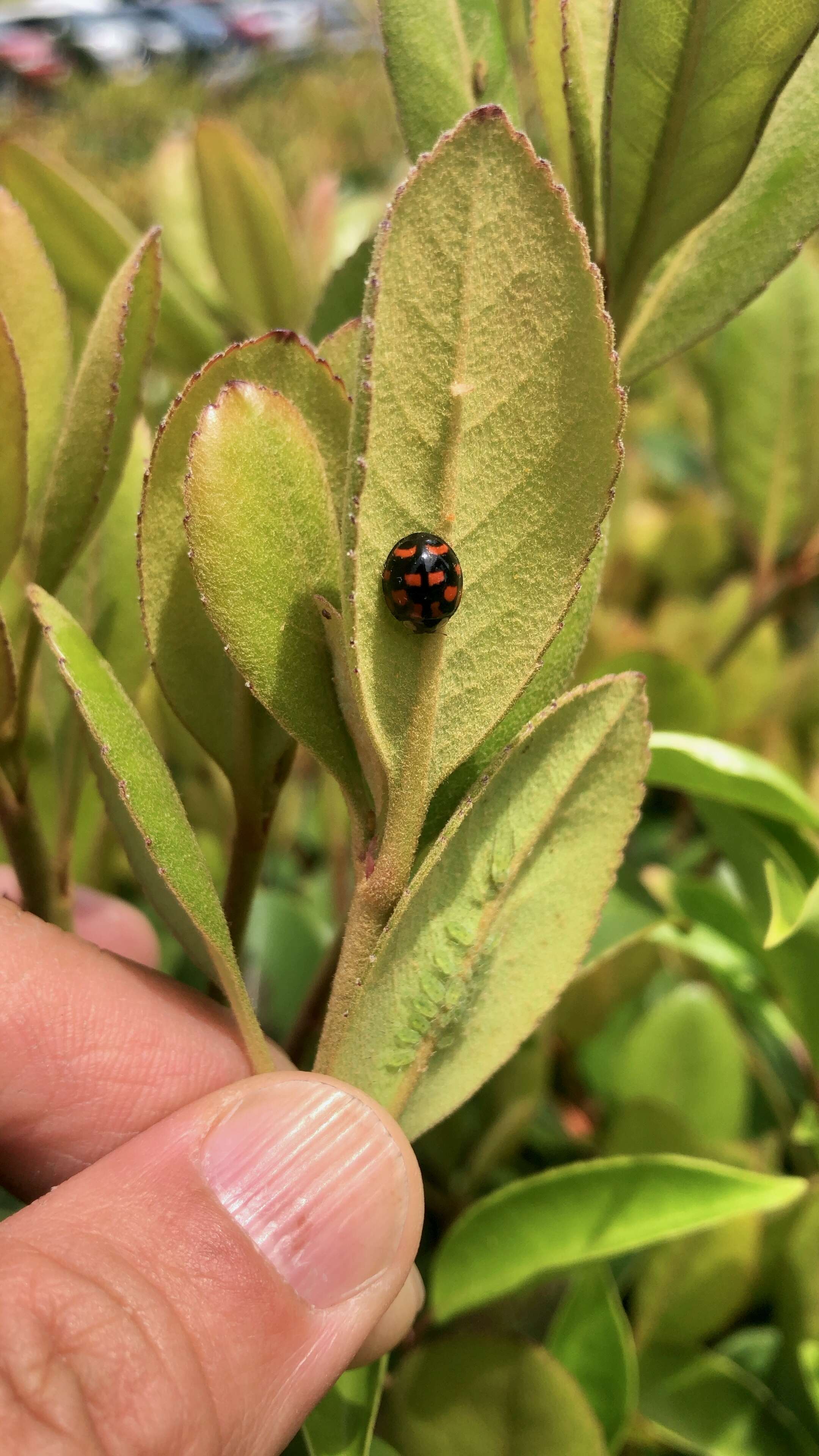 Image of Harmonia axyridis (Pallas 1773)