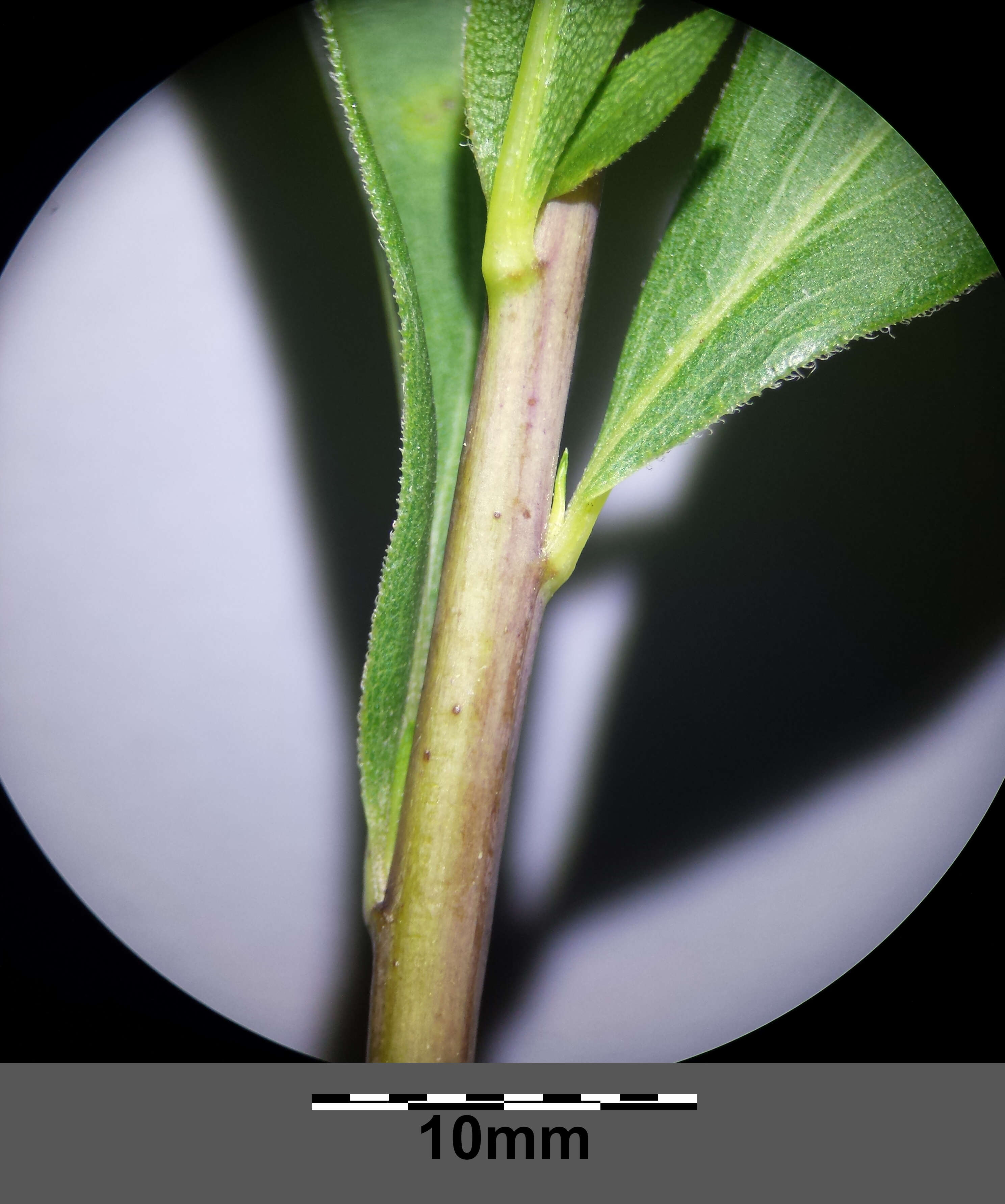 Imagem de Solidago gigantea Ait.