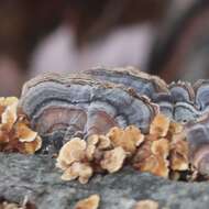 Image of Turkey Tail