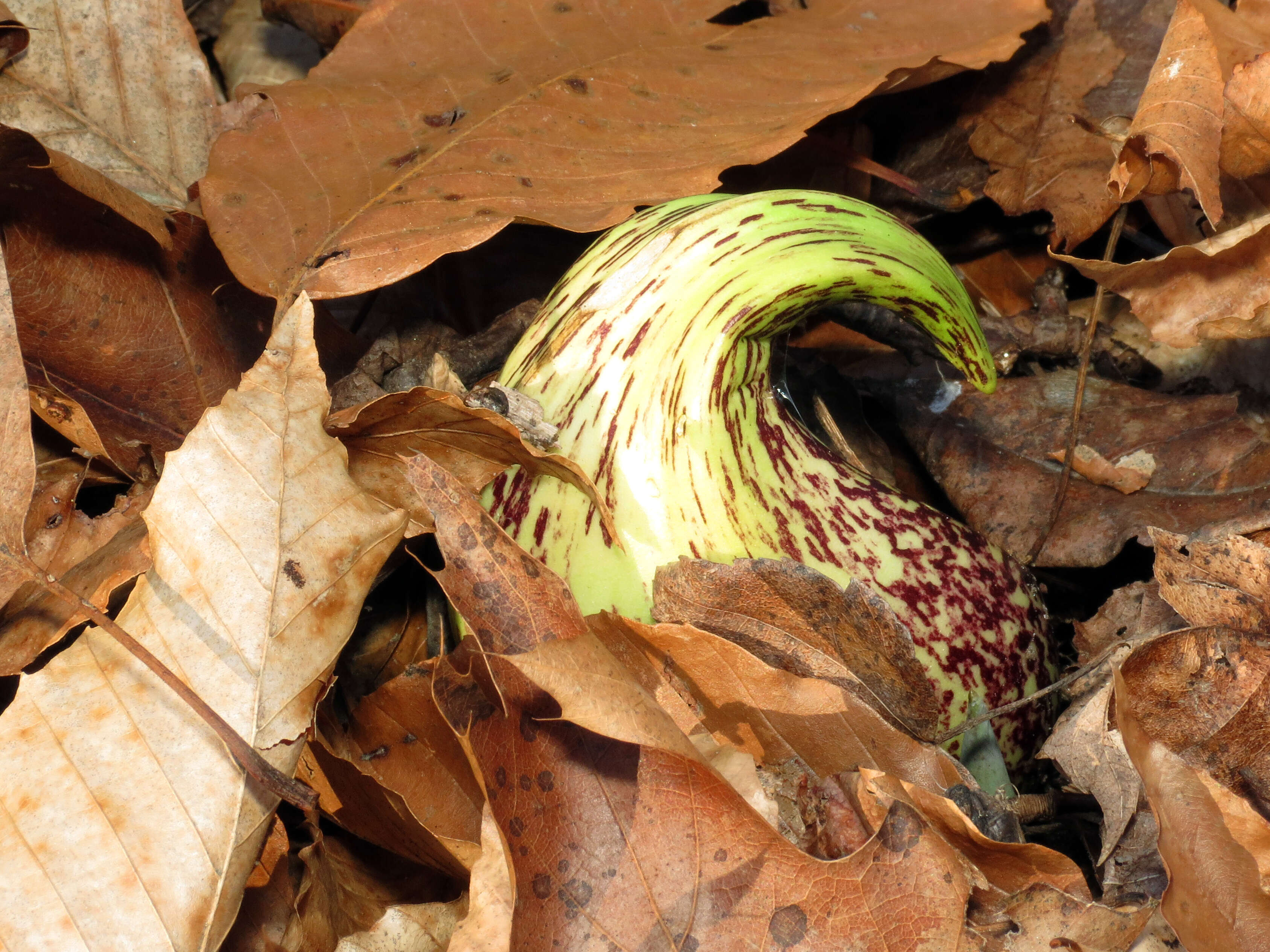 Image of Clumpfoot Cabbage