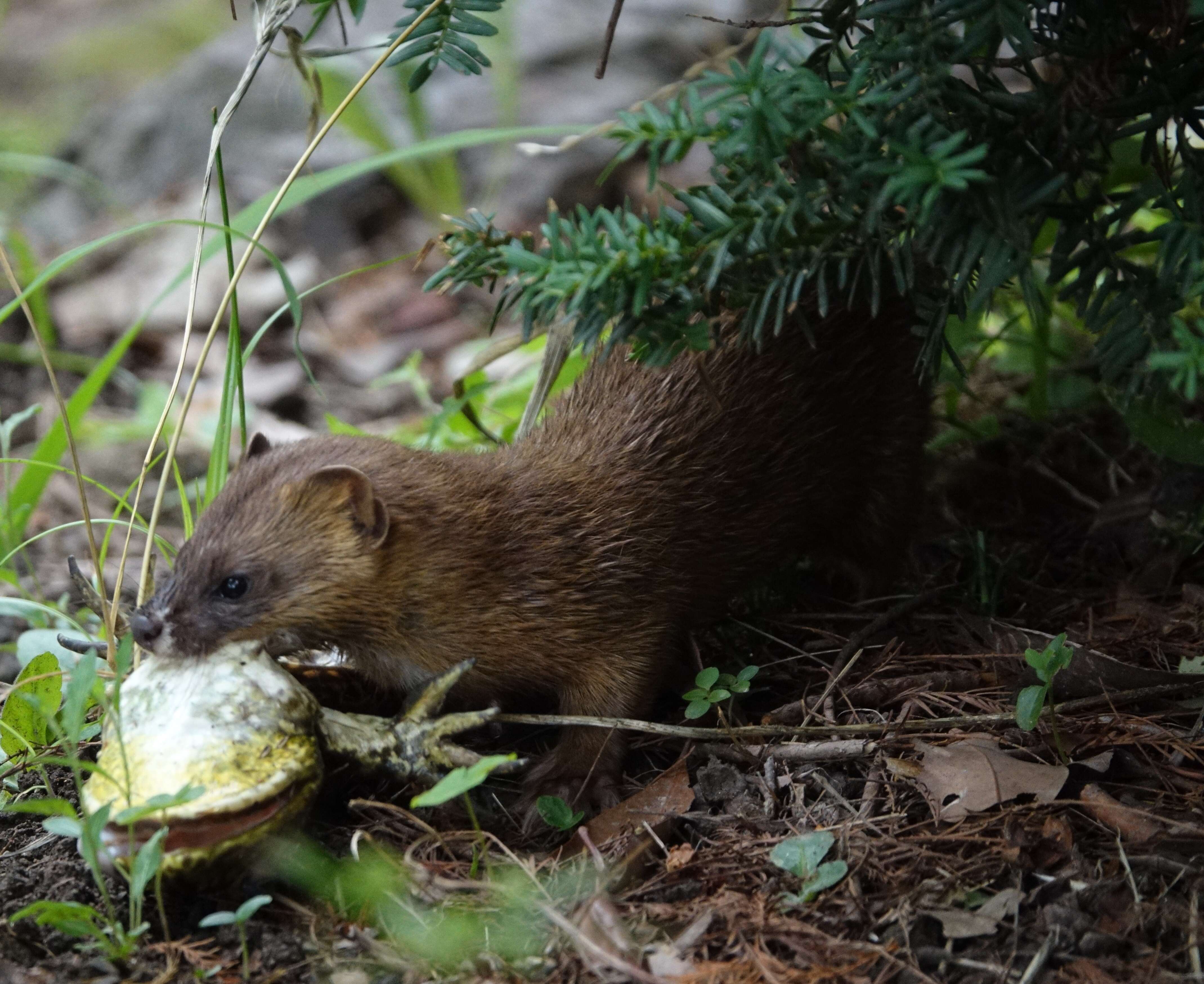 Image of Japanese Weasel