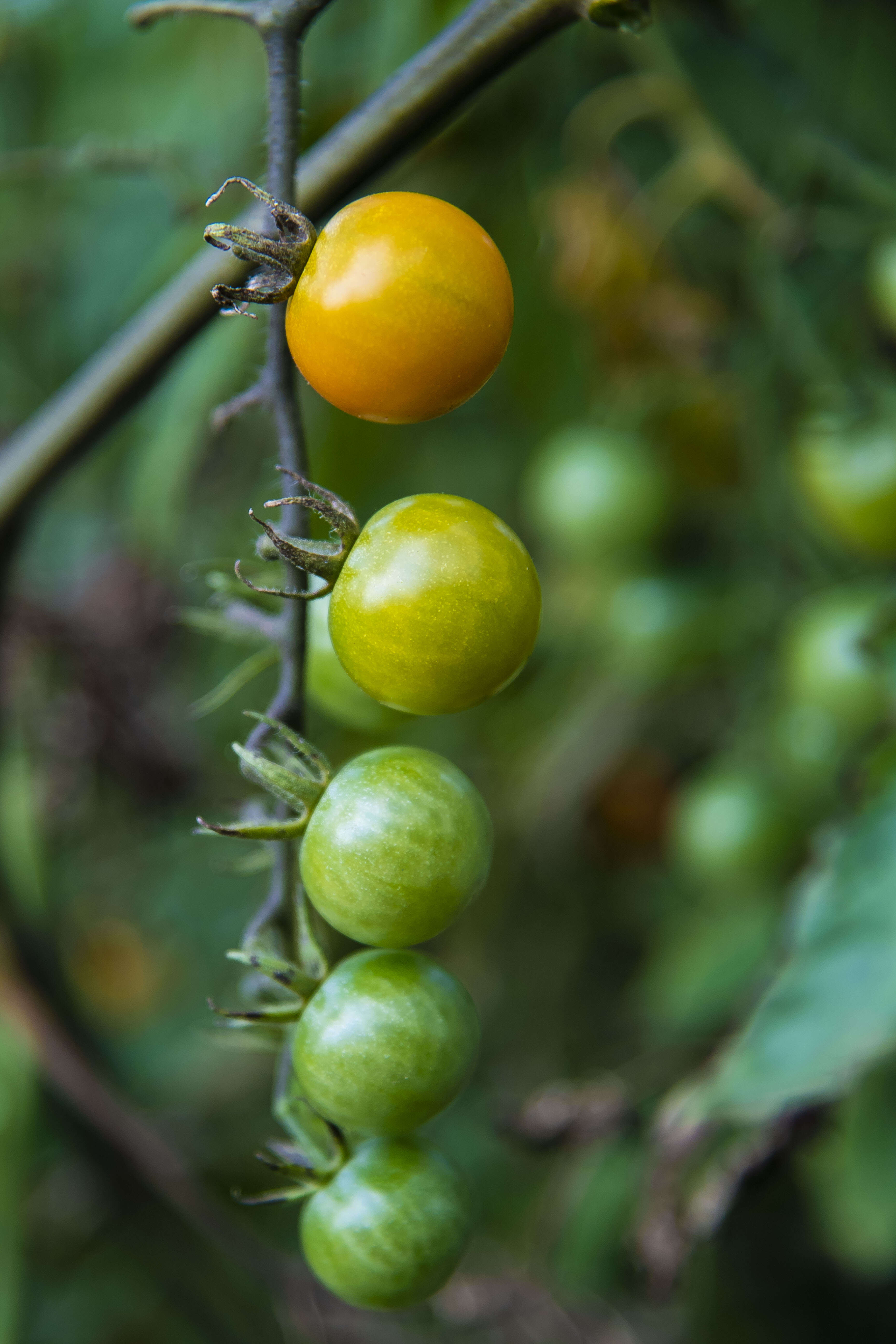 Image of Solanum lycopersicum var. cerasiforme