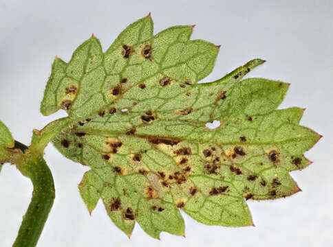 Imagem de Pimpinella saxifraga L.