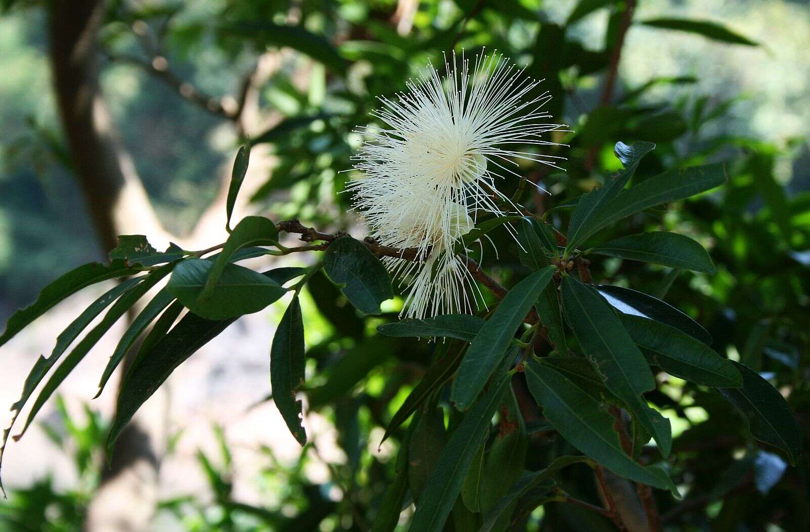 Слика од Syzygium jambos (L.) Alston