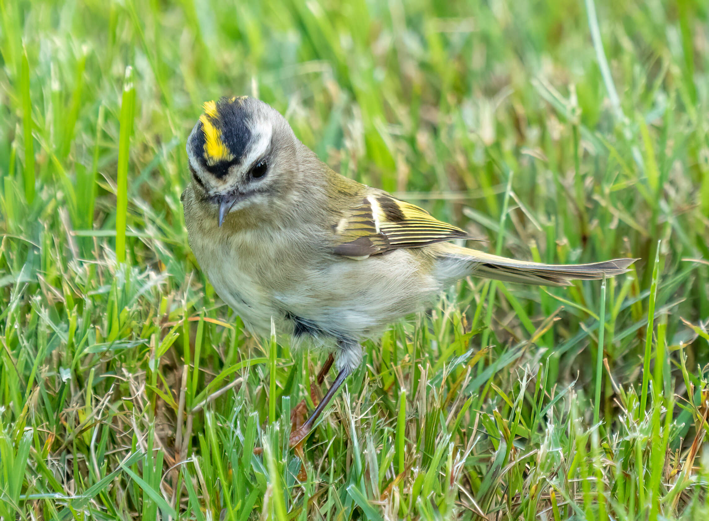 Image of Golden-crowned Kinglet