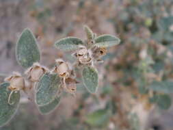 Image of Antirrhinum hispanicum Chav.