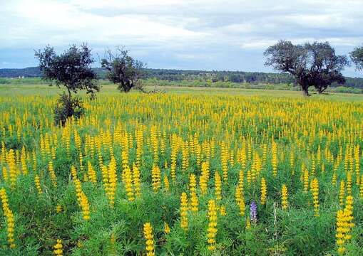 Image of European yellow lupine