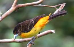 Image of Flame-rumped Tanager