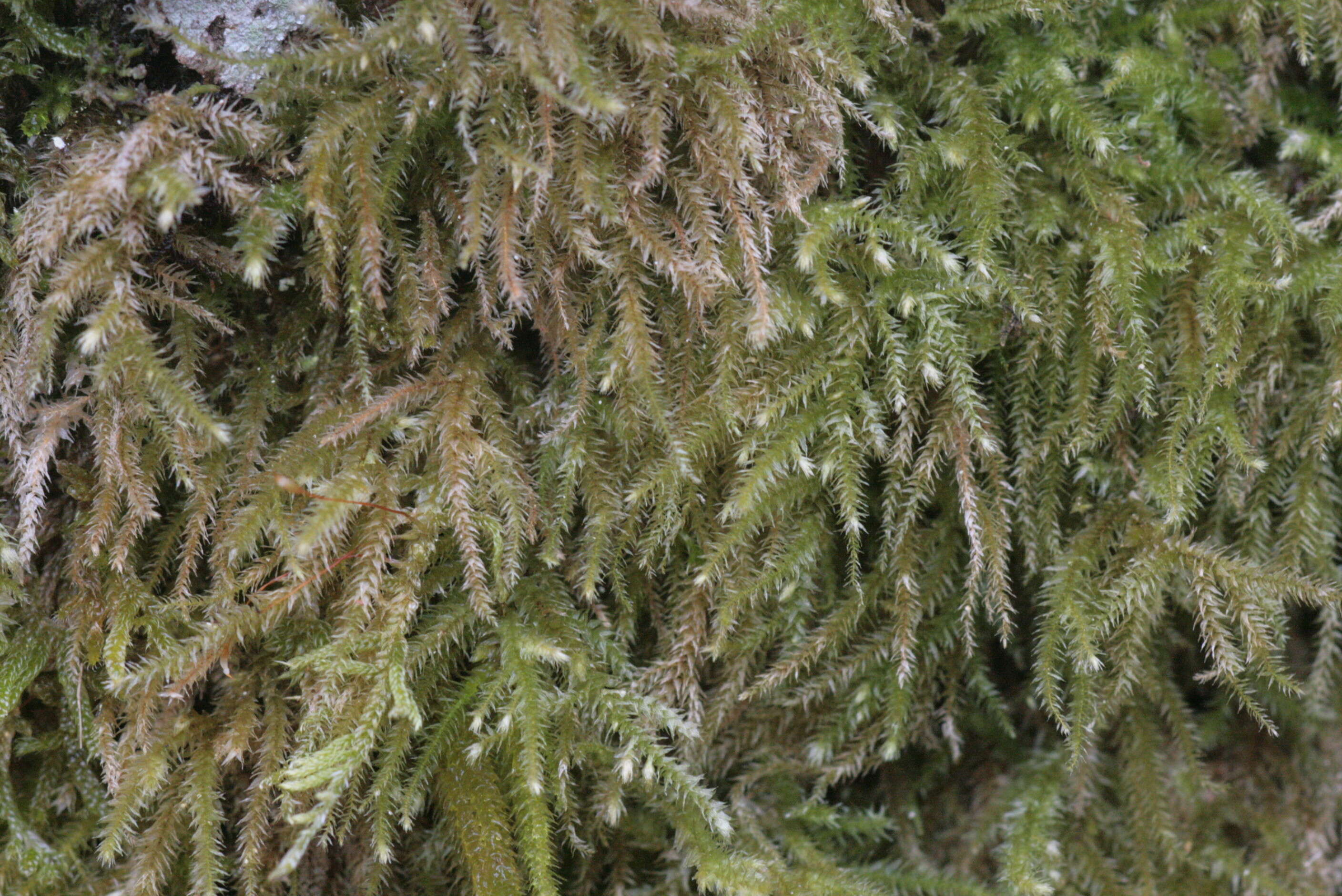 Image of common striated feather-moss